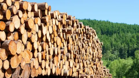 Getty Images Logs stacked up as a result of forestry. Trees can be seen in the background