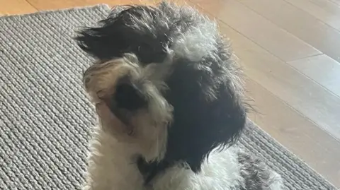 Lucy Beswick Nellie the dog sitting on a carpet and looking up