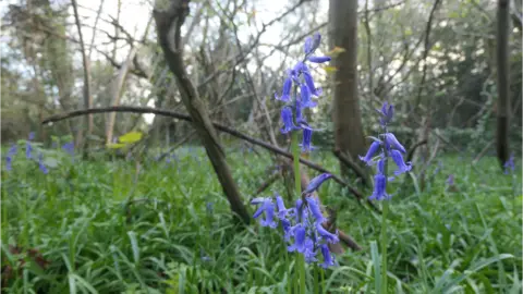 DereksDisco Weather Watcher DereksDisco snapped these bluebells in Lower Earley