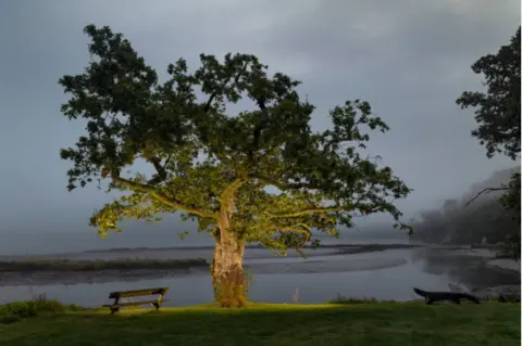 Emmanuel Boitier Terre Sauvage A Common Oak stands partially illuminated by artificial lighting near a calm riverbank. 
