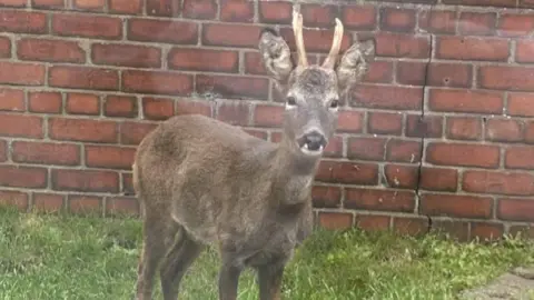 A light brown roe deer, with two antlers, seen standing on a grass lawn in front of a brick wall looking into the camera