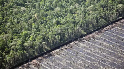 Getty Images Cleared forest, Indonesia