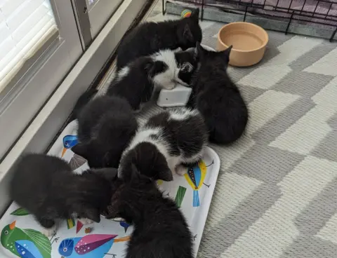 RSPCA Kittens