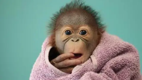 Dublin Zoo Baby orangutan