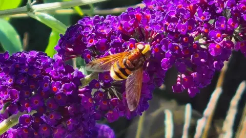 GeordieFiFi A hoverfly rests on bright purple and orange buddleia. The hoverfly has a bright orange and black body.