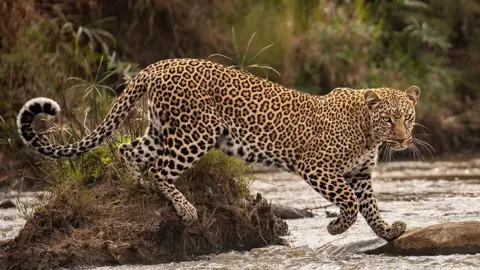 Shashwat Harish Un léopard sautant sur des rochers