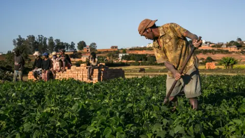 AFP A farmer tending to his artemisia crop in Madgascar - May 2020