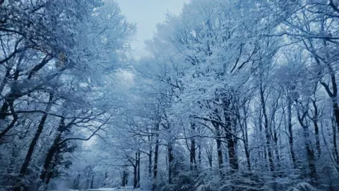 A snowy avenue of trees photographed in Worcestershire