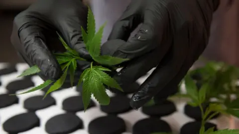 Getty Images Cannabis grower in Washington DC