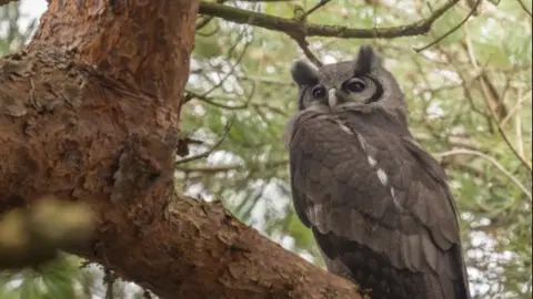 James Cook A Verreaux's eagle owl - a large grey owl with a black curved stripe on either side of its eyes is sat on a branch 