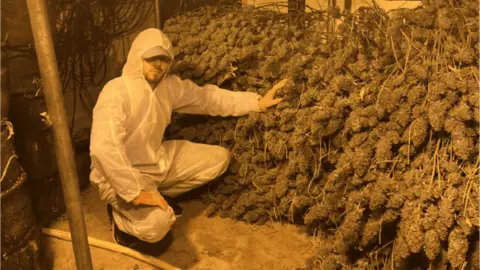 Greater Manchester Police A man is crouched beside piles of the illegal plants smiling in a white protective suit.