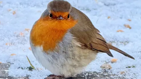 Alison Pflug A plump robin looks directly at the camera. It has white and brown feathers, with a bright orange plumage on its chest. There is a thin layer of snow on the grass behind it. 