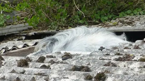 RSPCA Horse's back protruding out of a stable