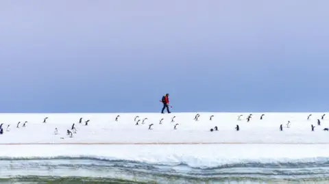 Elly Gearing A tourist expedition guide walks across the Antarctic landscape, surrounded by penguins