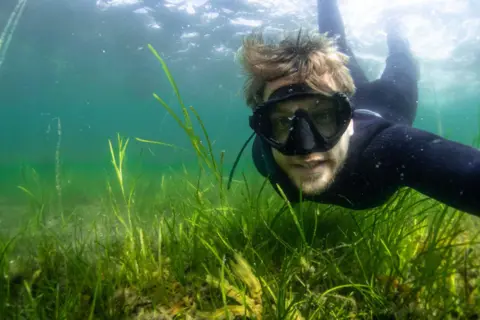 Project Seagrass Dr Benjamin Jones diving in a seagrass meadow. 