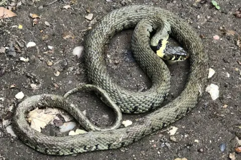 Chris Tredwell Grass snake