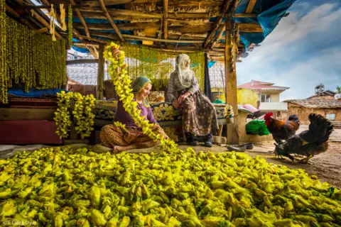 F Dilek Uyar Two women with chickens, sat outdoors under a wooden shelter and surrounded by yellow okra