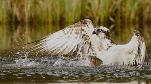Osprey