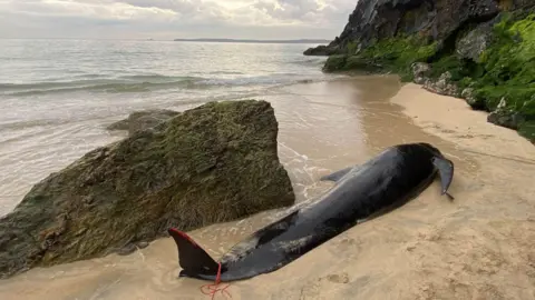 Dan Jarvis/BDMLR A picture from the behind looking at the black pilot whale. It has a few red cut marks on it and also some red rope around its rear fin. It's on a sandy beach next to a little bit of water and a large rock. 