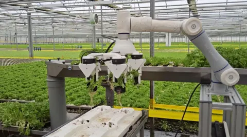 University of Essex A robot picking lettuce in a large indoor space.