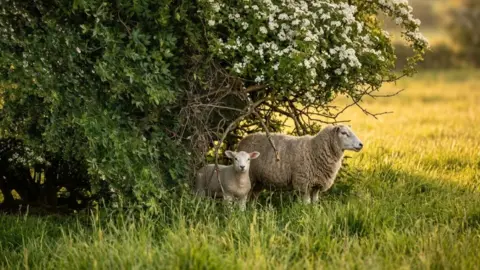 A sheep and a lamb under a tree look across a field 