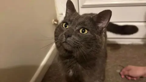 Sian Williams A close up image of Nev the cat - a dark brown feline with amber eyes - in the hallway of a home