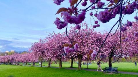 Blossom in Edinburgh
