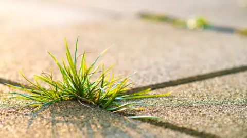 Getty Images A weed growing through a pavement