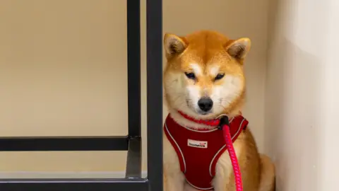 Woodgreen Fern the dog is sitting in the corner of a room. Table legs can be seen to the left.
She has a pointed face - a little like a fox - and is golden brown or ginger and white in colour. She is wearing a red harness and a pink leash.