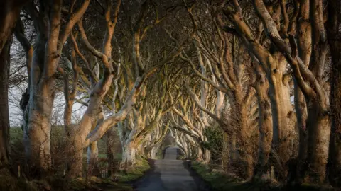 Northern Ireland Tourist Board Dark hedges