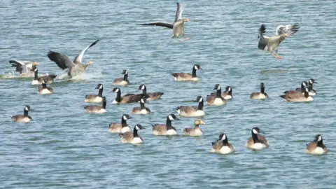 Bob Swan  Many geese in a water.