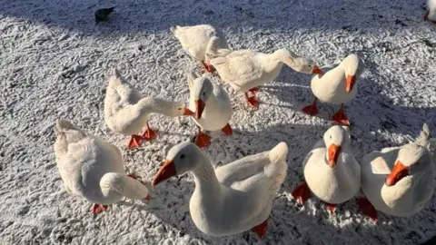 Nikki Grundy Nine white geese stand on snow. They have orange beaks. 