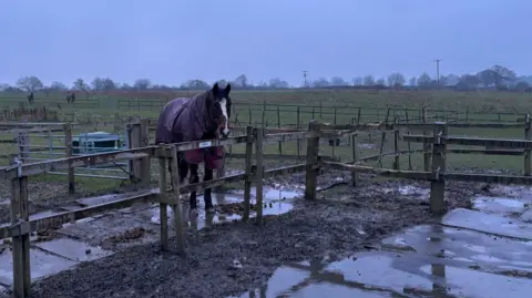 Luke Deal/BBC A horse standing in a muddy puddle in a fenced off paddock. It has a blanket on its back, is dark brown and has a white nose. Beyond it are more fields and fences and three horses in the far distance on the left. 