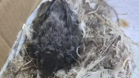 Supplied A grey fluffy swift chick is sitting in what's remains of a nest.

