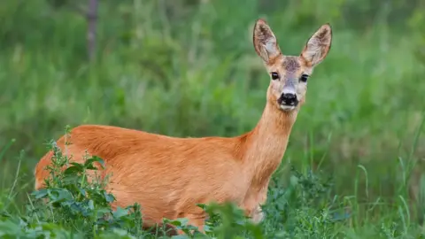 Getty Images Roe deer