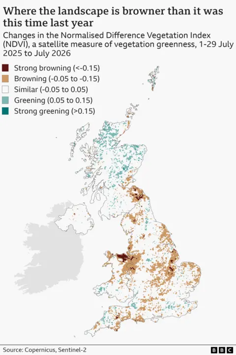 A map of the UK showing changes in the Normalised Difference Vegetation Index (NDVI), a satellite measure of vegetation greenness, from 1-29 July 2025 to the same period in 2026. Most of Northern Scotland shows more greening or similar vegetation greenness. However, in southeast Scotland, particularly near the border with England, there is browning and strong browning. England shows browning along the eastern coast in Yorkshire and the East Midlands as well as the southern coast of Devon and Cornwall. There is large patches of browning and strong browning in Merseyside and North Wales.