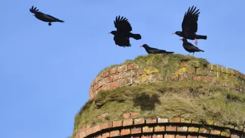 Geoff Rogers / RSPB Choughs taking flight from the top of an old mine structure