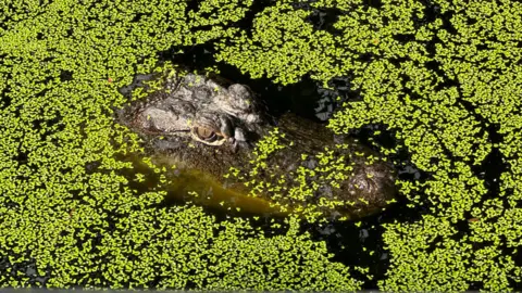 BBC Saltwater crocodiles have been hunted to near extinction in Australia's Northern Territory (NT). Now they are thriving