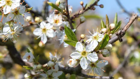 Getty Images Blossom