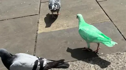 Ollie Conopo/BBC A green pigeon walks around amongst grey pigeons on a grey cobbled surface.