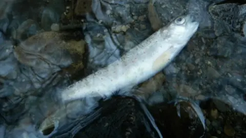 BBC Dead fish in west Wales river following pollution incident