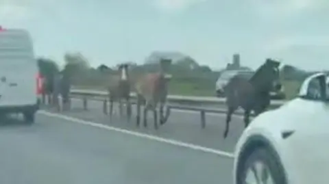Four horses are moving down the centre of a dual carriage way with cars alongside them.