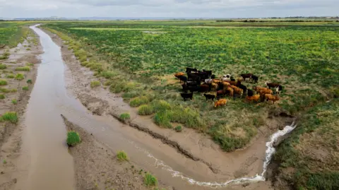 WWT A wide expanse of saltmarsh with a winding gully cutting through the muddy ground. Dark-coloured cattle cluster on higher, greener ground to the right, surrounded by open marshland.
