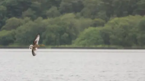 Ross Henderson Goose flying low over a calm loch with woodland beyond.