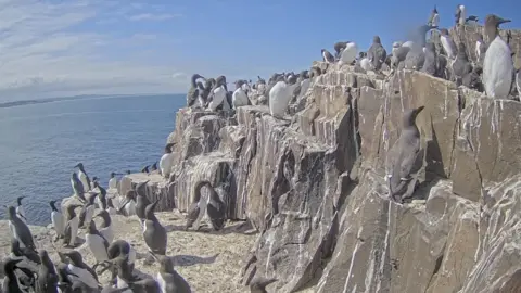 National Trust/PA Media A webcam screenshot showing dozens of guillemots on a rocky cliff on the Farne Islands.