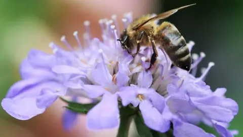 Honey bee on a flower