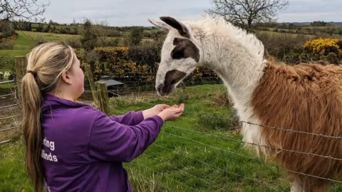 Bethany McMullan A blonde woman in a purple top holds her hands ou to feed a tall llama. the llama is in a field behind a wire fence. It's fluffy and has a soft looking white and chestnut coat. 