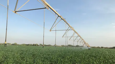 Barfoots Crops at Barfoots' farm being watered