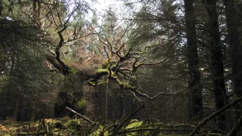 Gus Routledge The Skipinnish Oak in Lochaber among other forest trees.