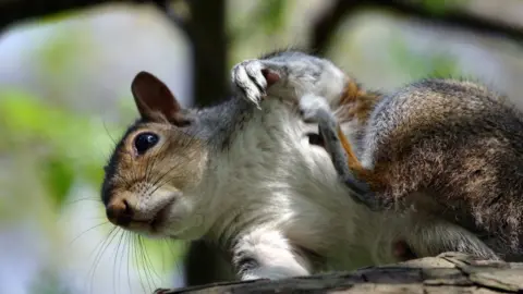 Grey squirrel